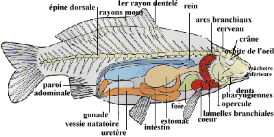 Illustration - Anatomie de la carpe