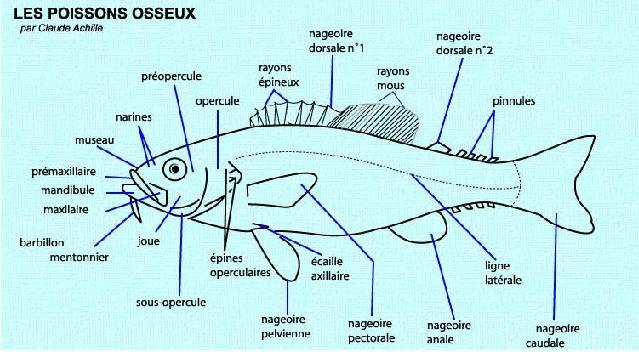 Poissons - Anatomie externe