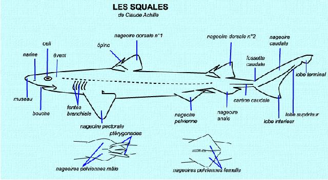 Squales - Anatomie externe