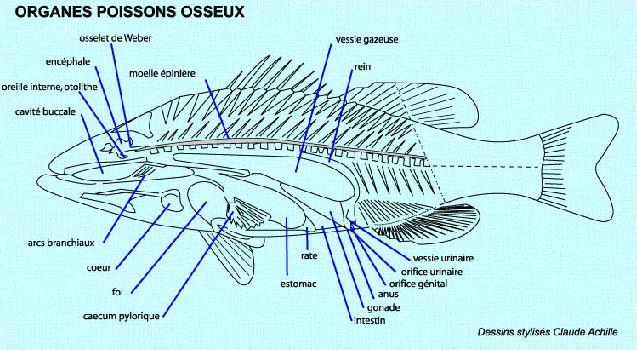 Poissons - anatomie interne