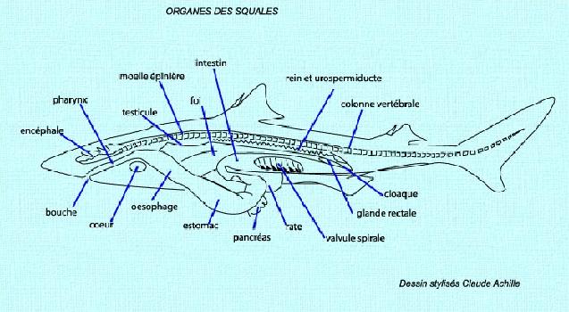 Squales - Anatomie interne