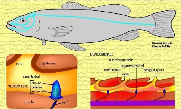 Poissons - Ligne latérale